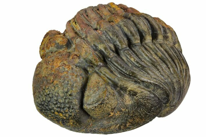 Large, Wide, Enrolled Pedinopariops Trilobite #125474